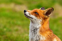 Selenium Test