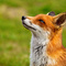 Selenium Test